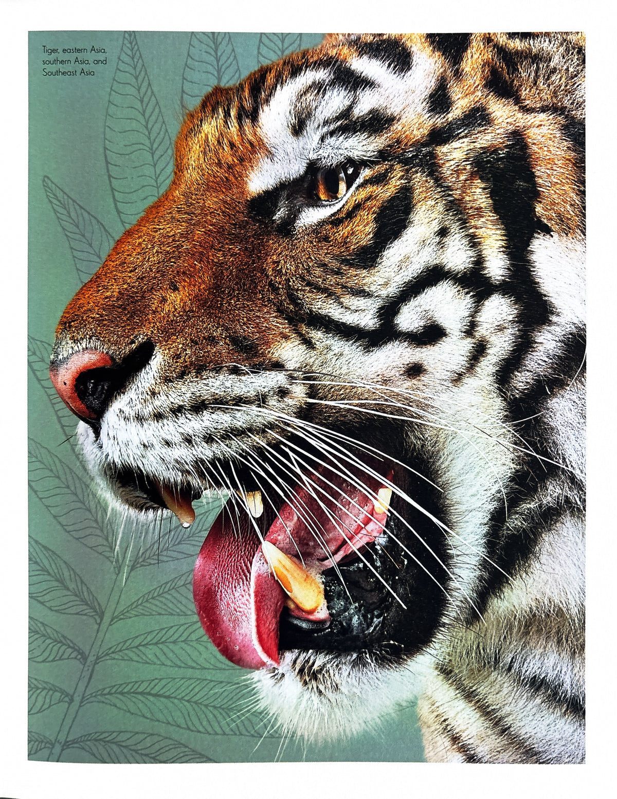 An Anthology of Intriguing Animals:  First Edition  2018