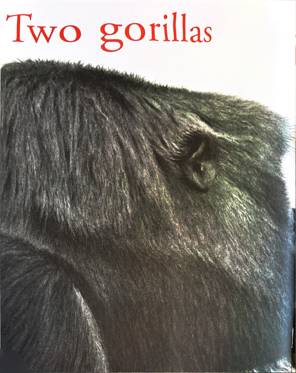 Counting Lions: Portraits from the Wild by Katie Cotton  **  First Edition  **
