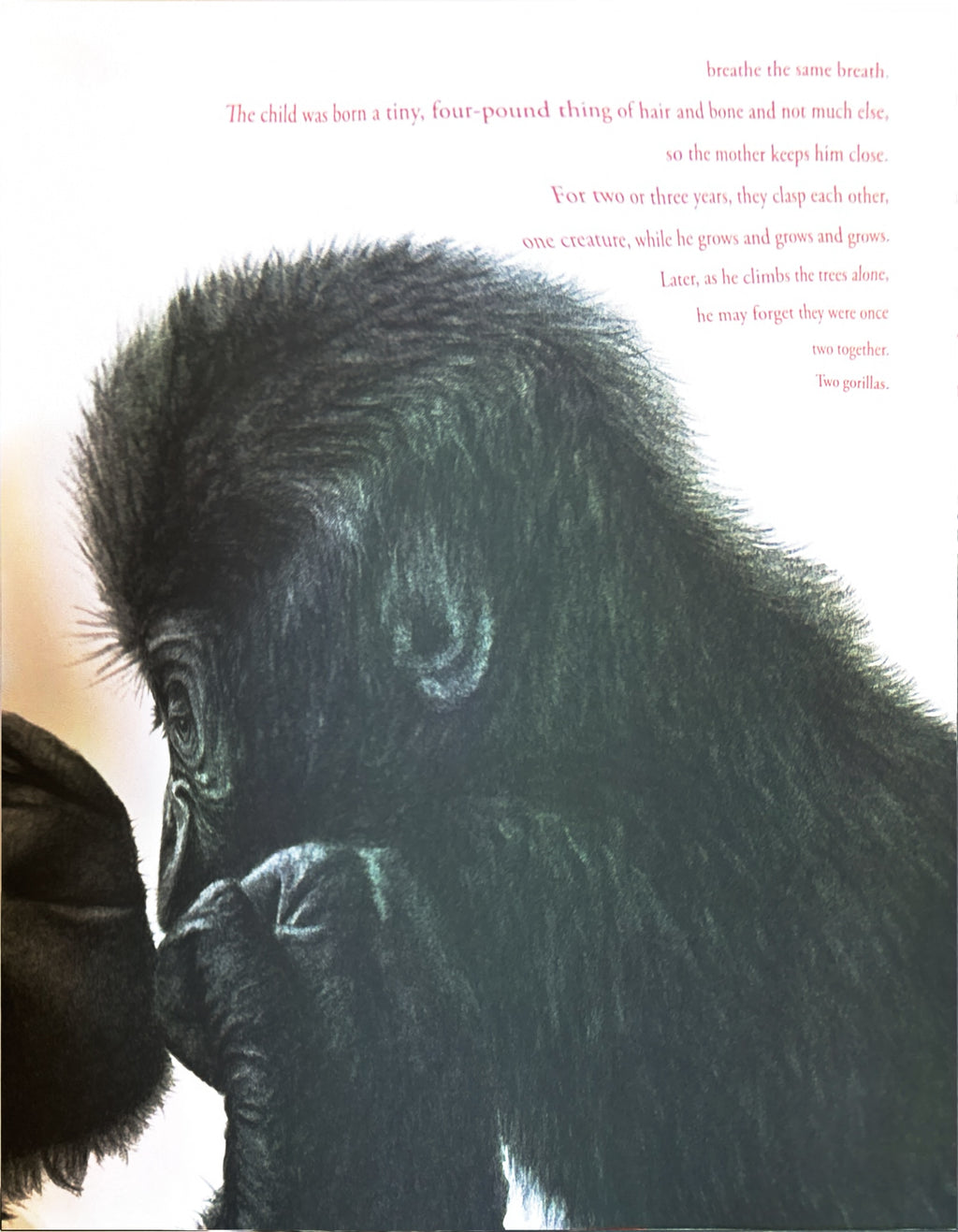 Counting Lions: Portraits from the Wild by Katie Cotton  **  First Edition  **
