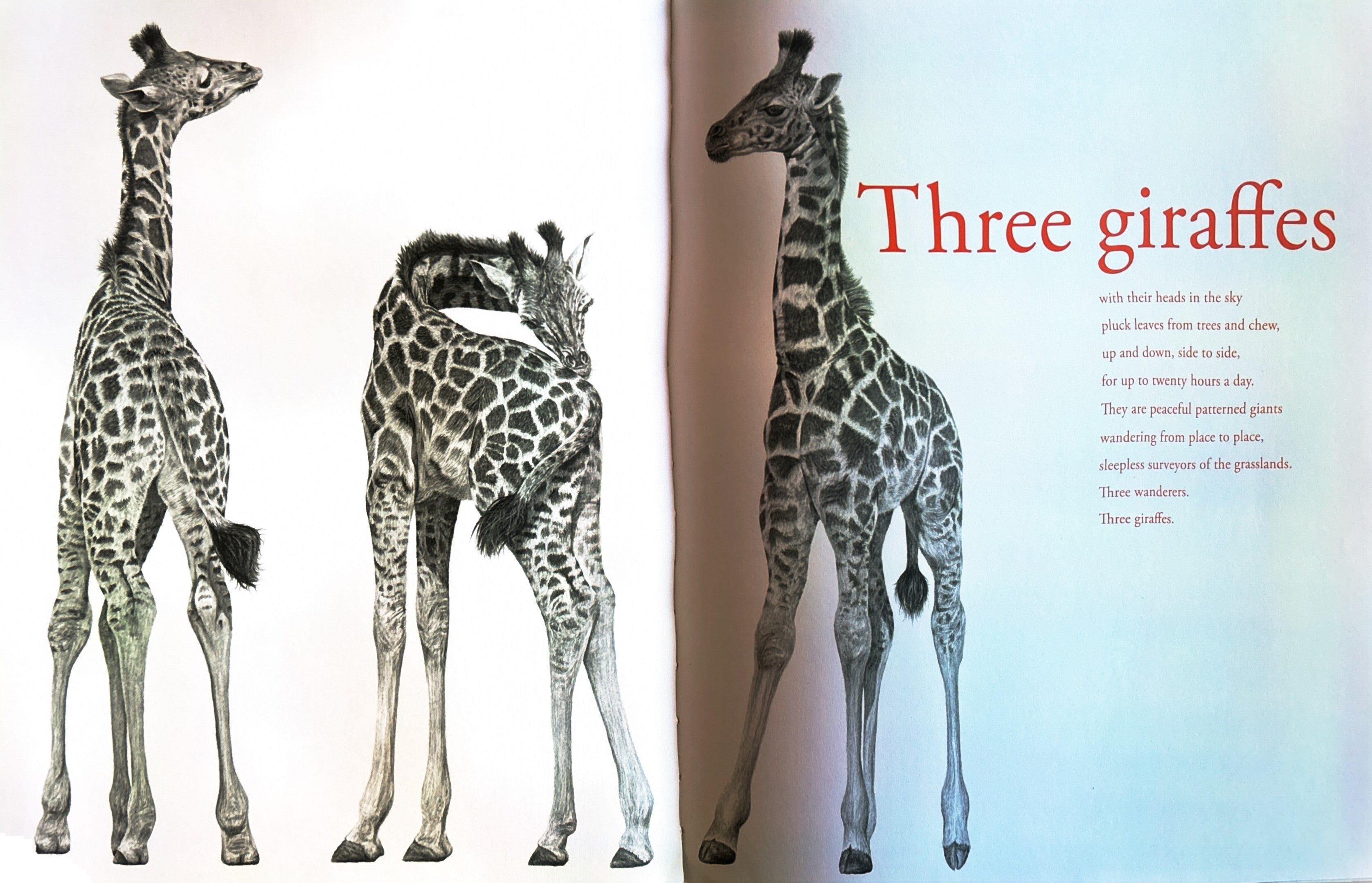 Counting Lions: Portraits from the Wild by Katie Cotton  **  First Edition  **