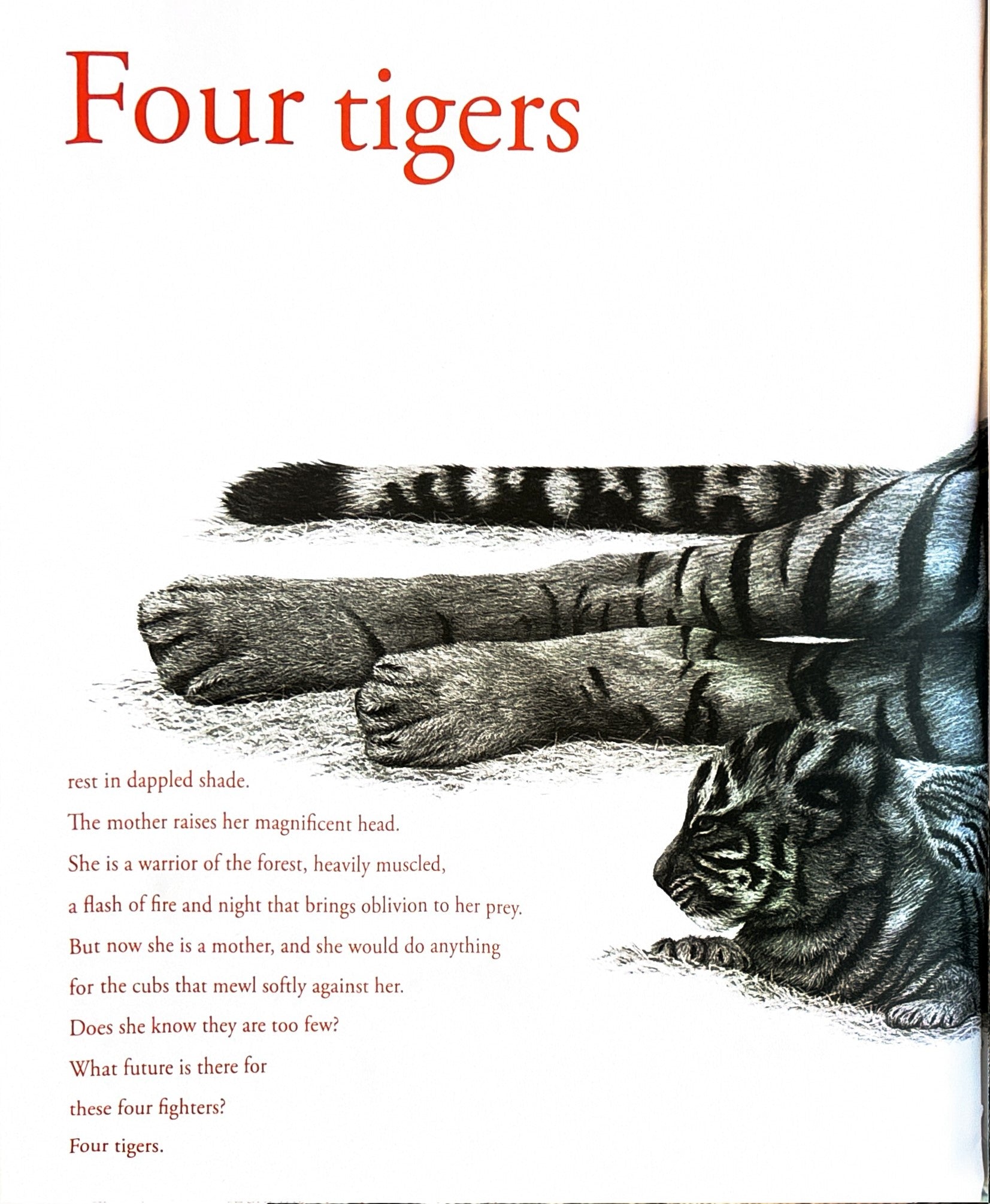 Counting Lions: Portraits from the Wild by Katie Cotton  **  First Edition  **