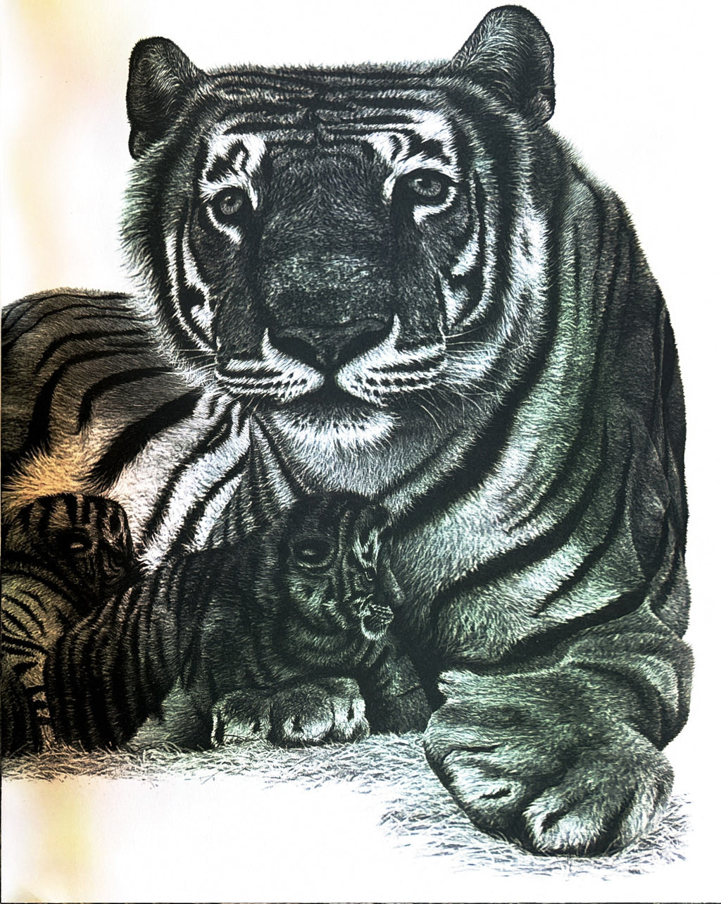 Counting Lions: Portraits from the Wild by Katie Cotton  **  First Edition  **