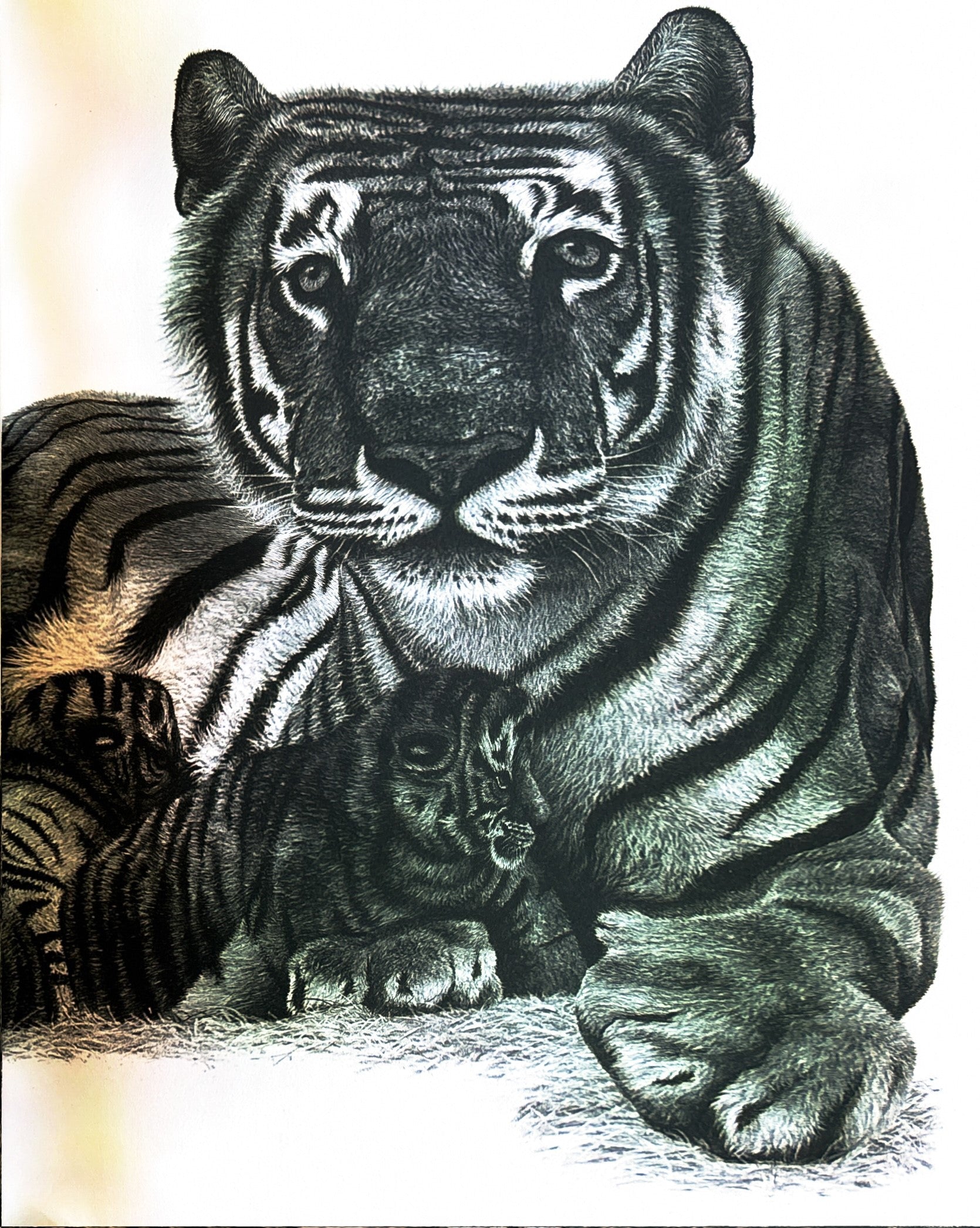 Counting Lions: Portraits from the Wild by Katie Cotton  **  First Edition  **