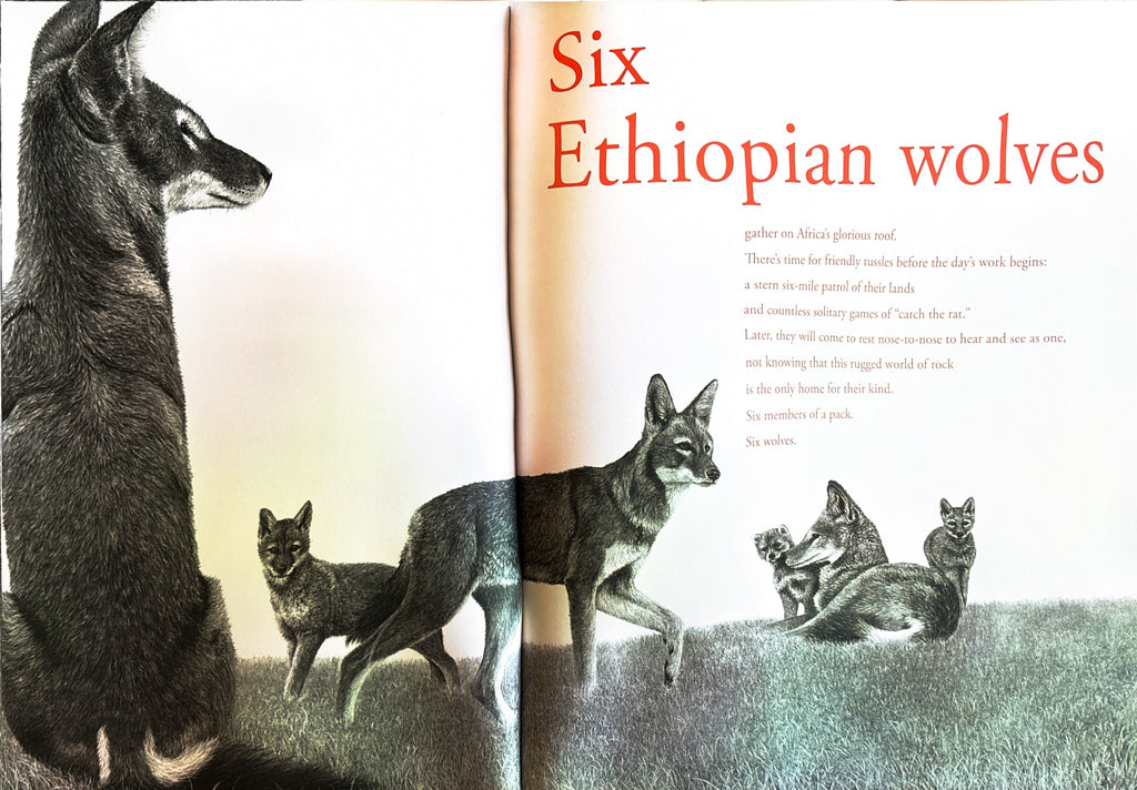 Counting Lions: Portraits from the Wild by Katie Cotton  **  First Edition  **