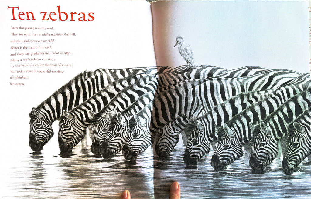 Counting Lions: Portraits from the Wild by Katie Cotton  **  First Edition  **
