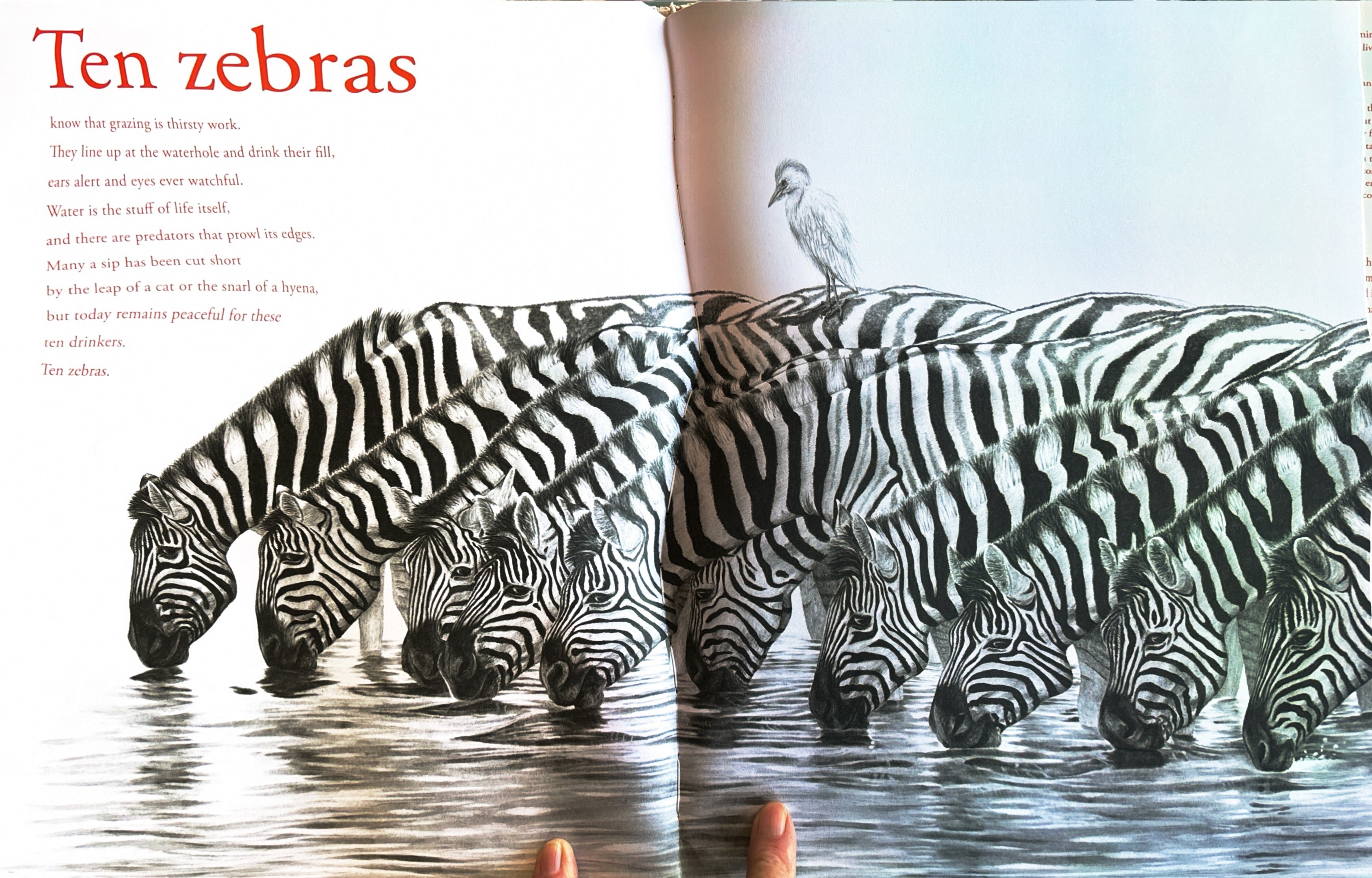 Counting Lions: Portraits from the Wild by Katie Cotton  **  First Edition  **