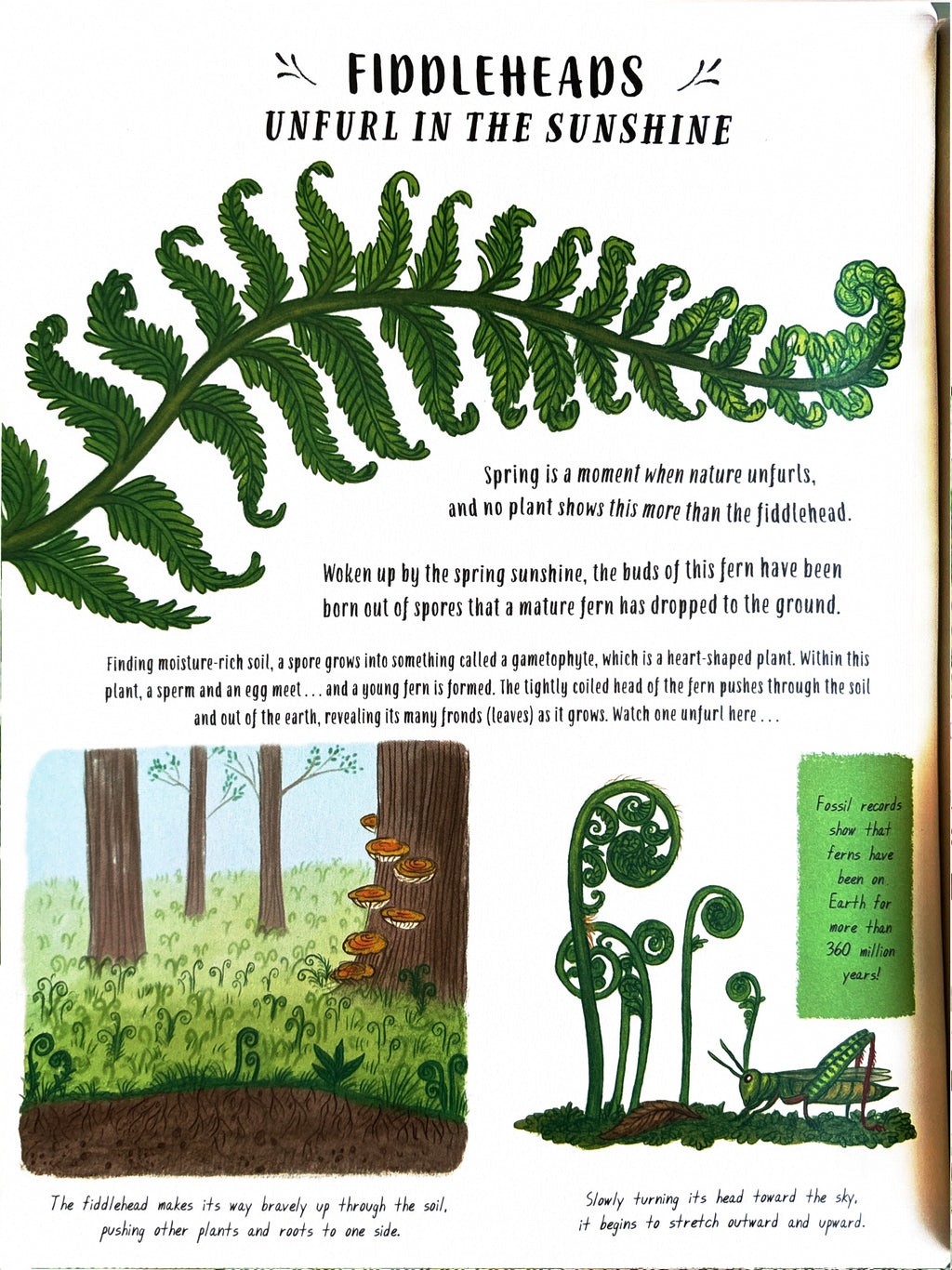 Slow Down 50 Mindful Moments in Nature:  Rachel Williams  ** First Publication **