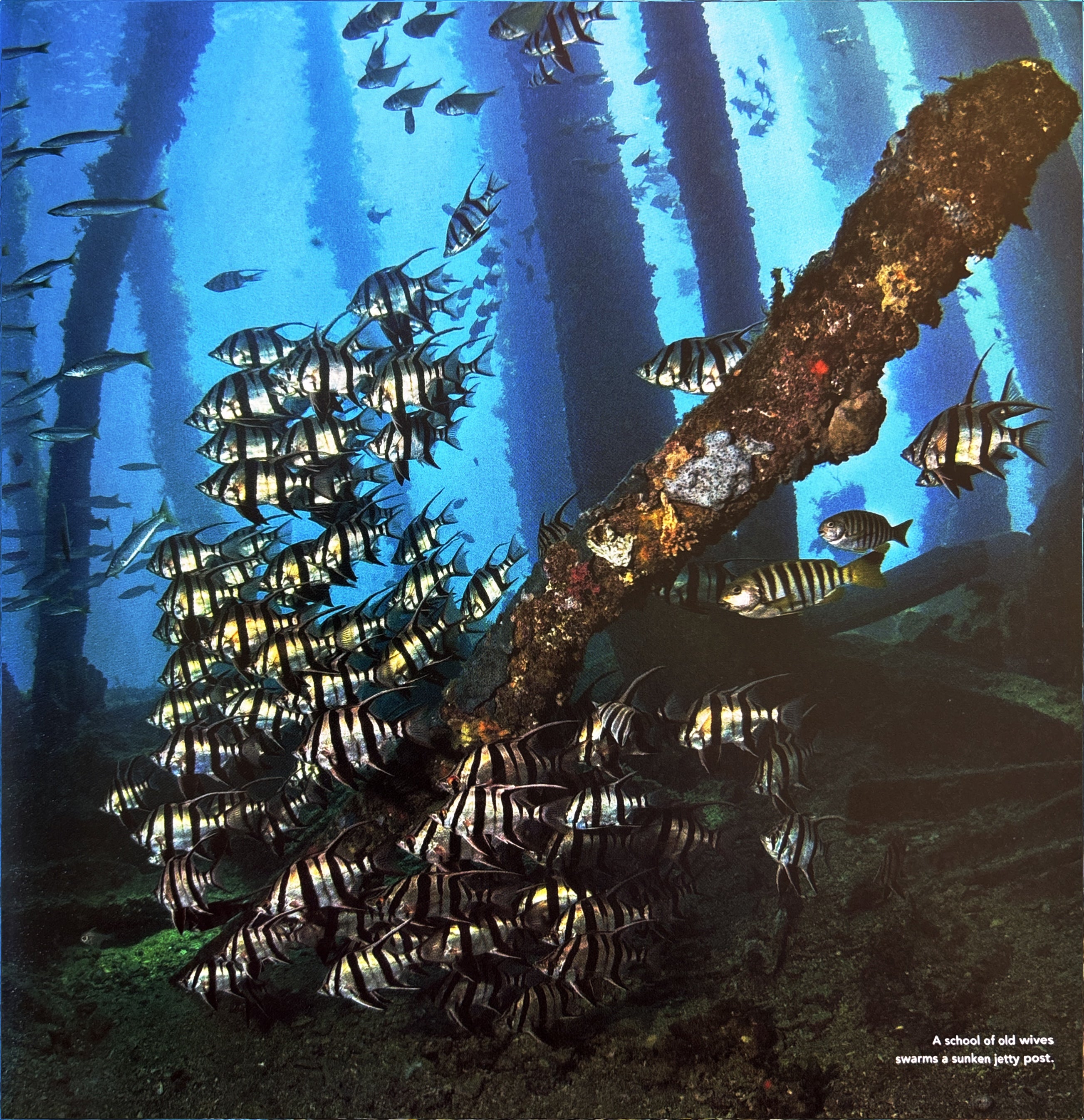 100 Dives of a Lifetime:  Carrie MIller
