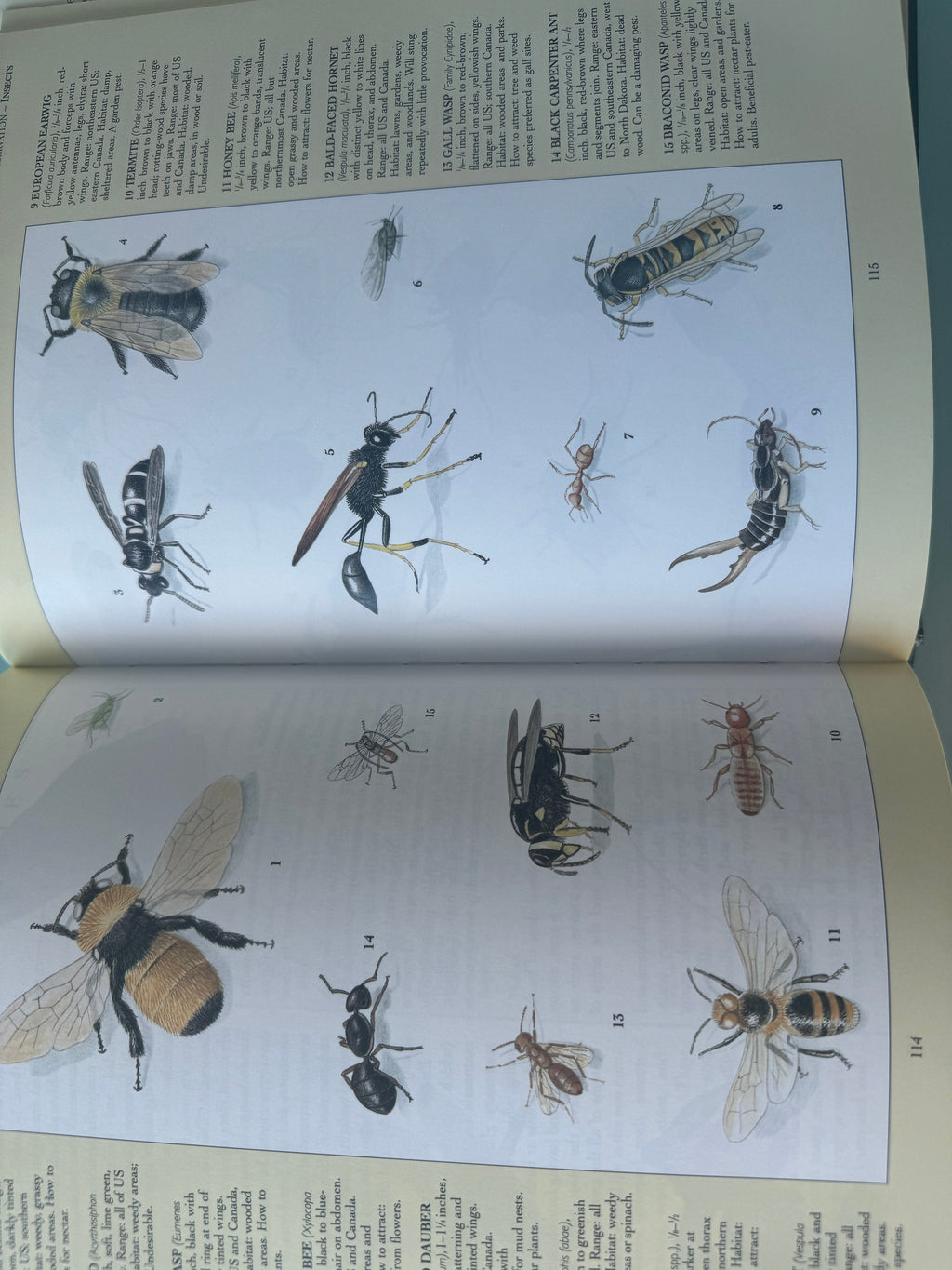Your Backyard Wildlife Garden Book: Attract and Identify Wildlife, 1992 Edition