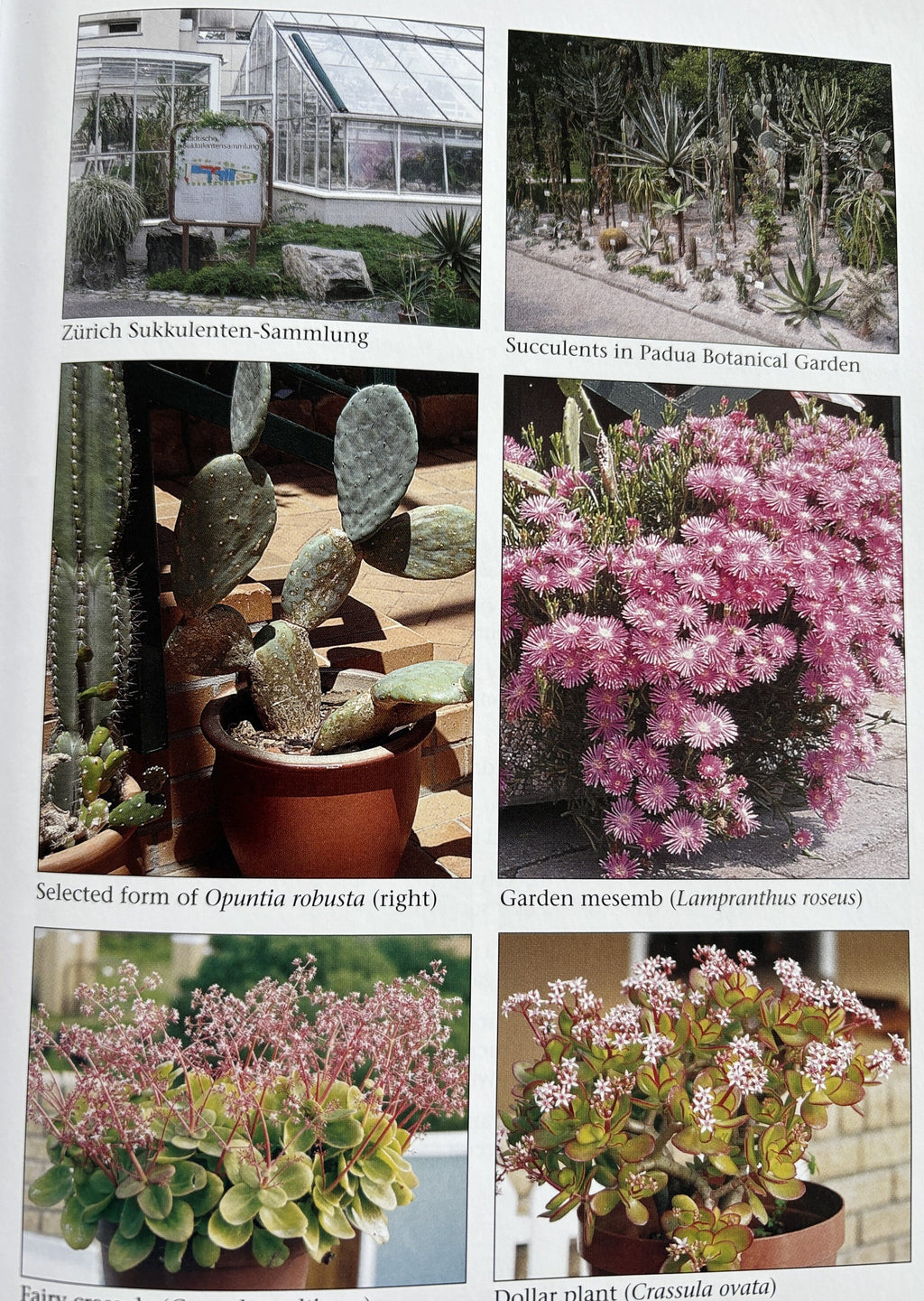The Garden Succulents Primer