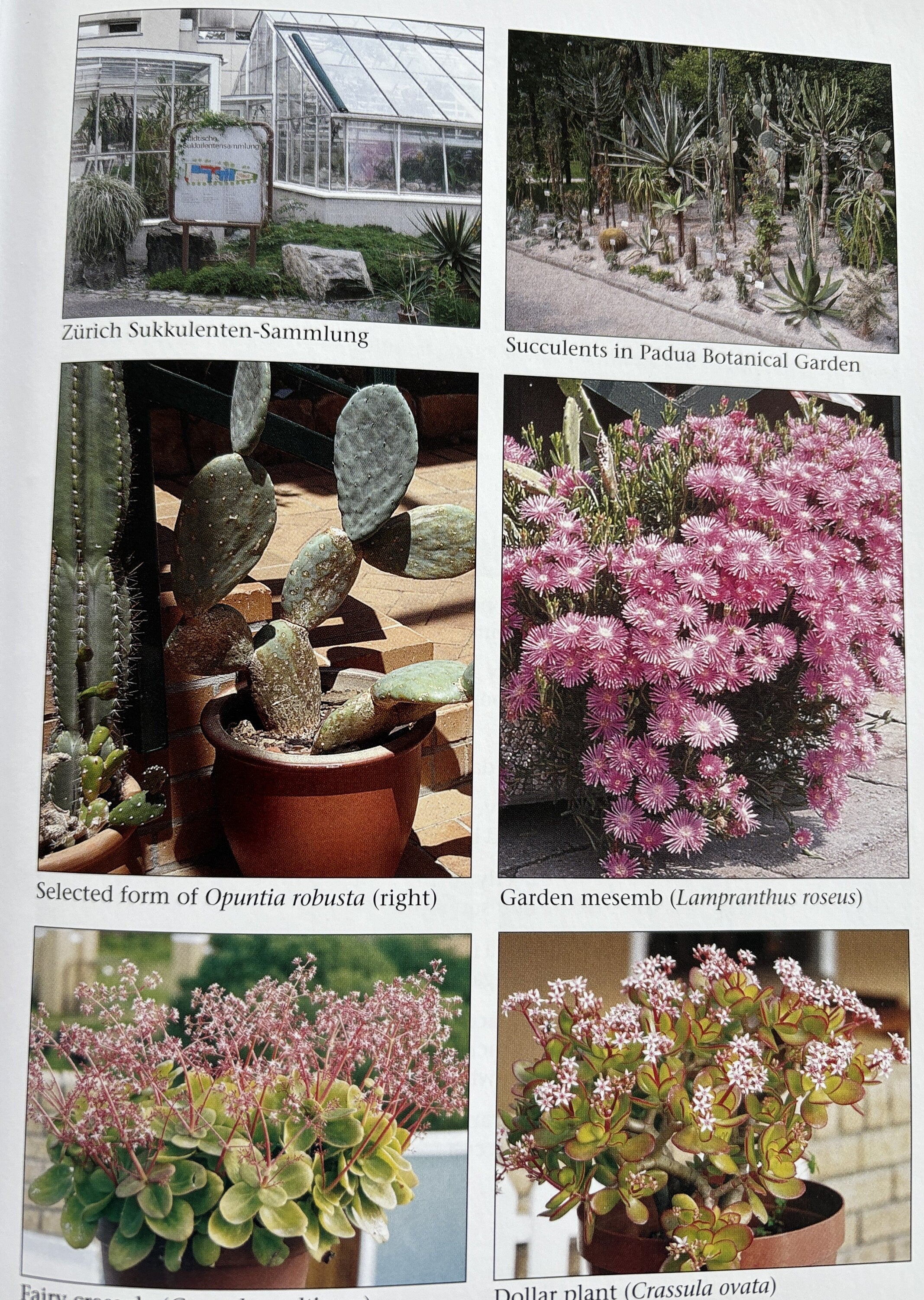 The Garden Succulents Primer