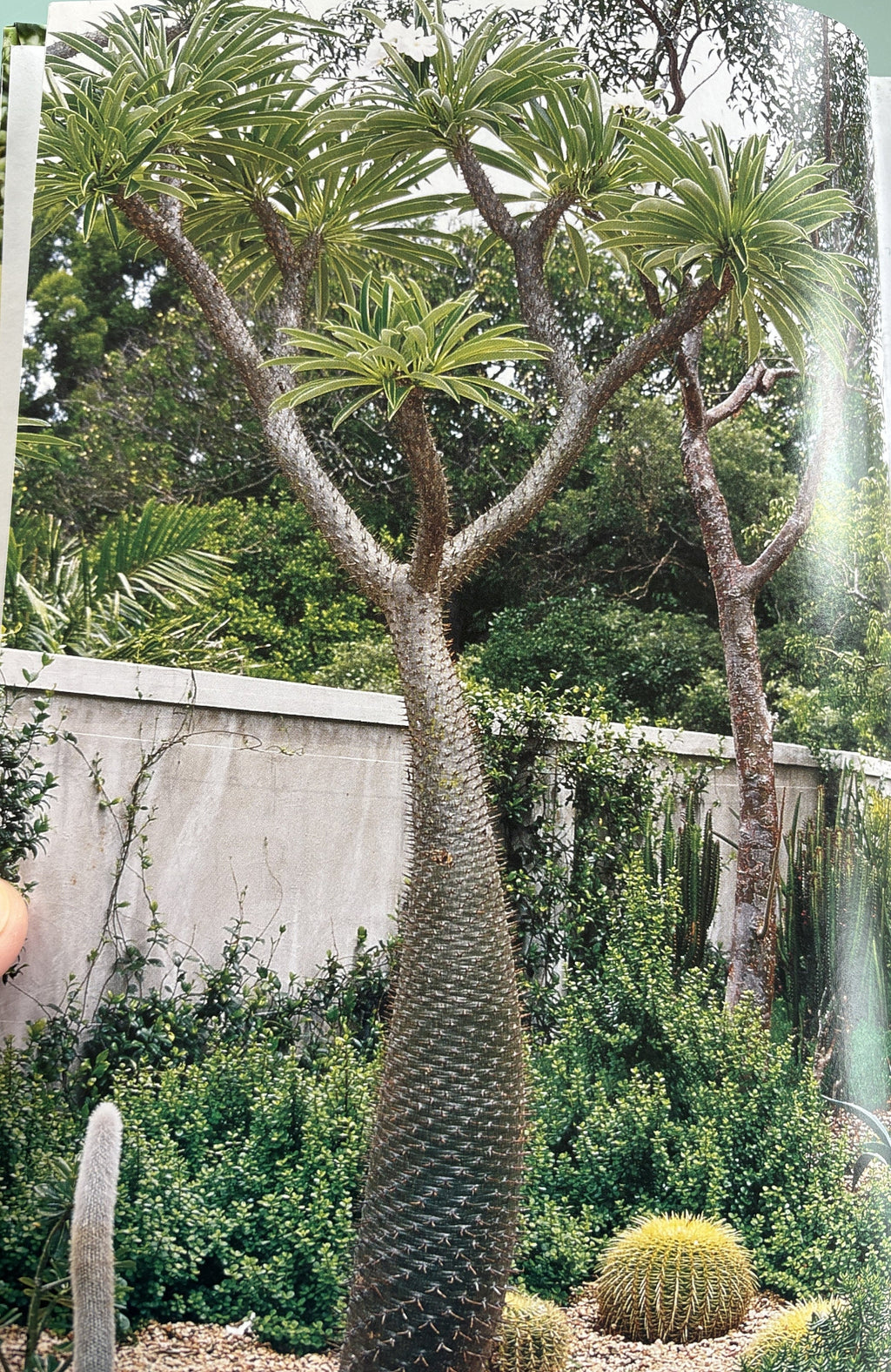 The Garden Succulents Primer