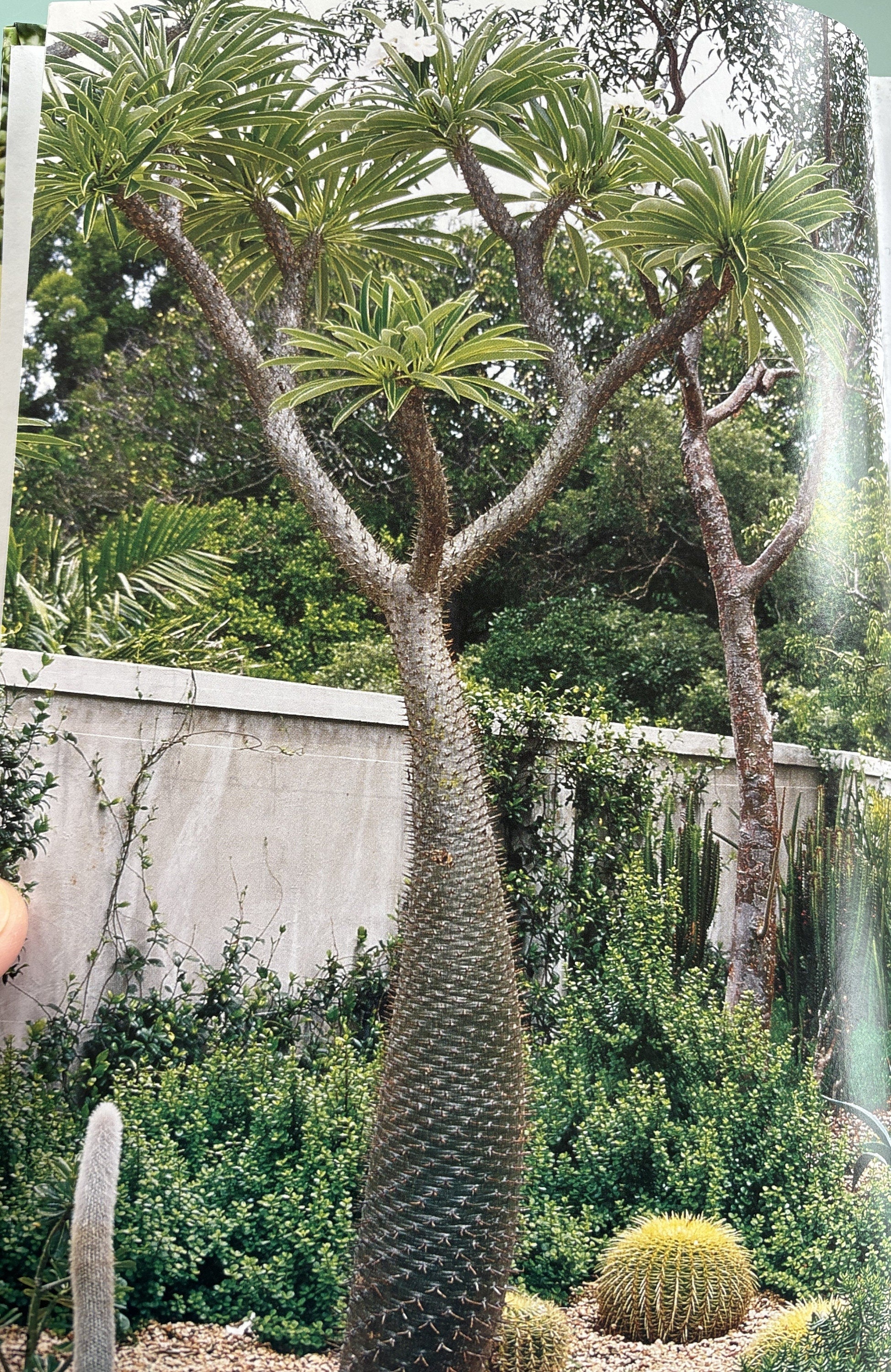 The Garden Succulents Primer