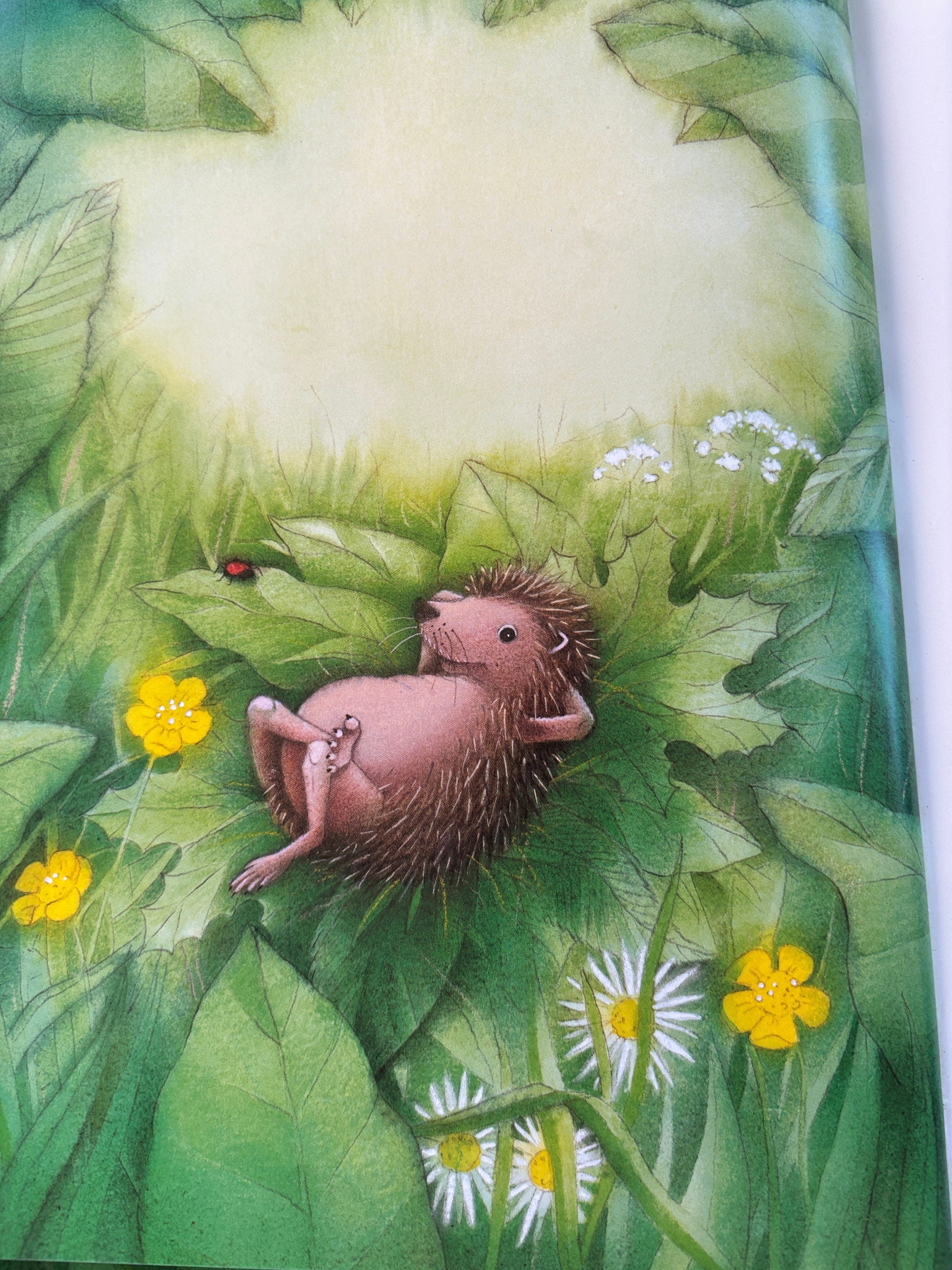 The Happy Hedgehog -Marcus Pfister