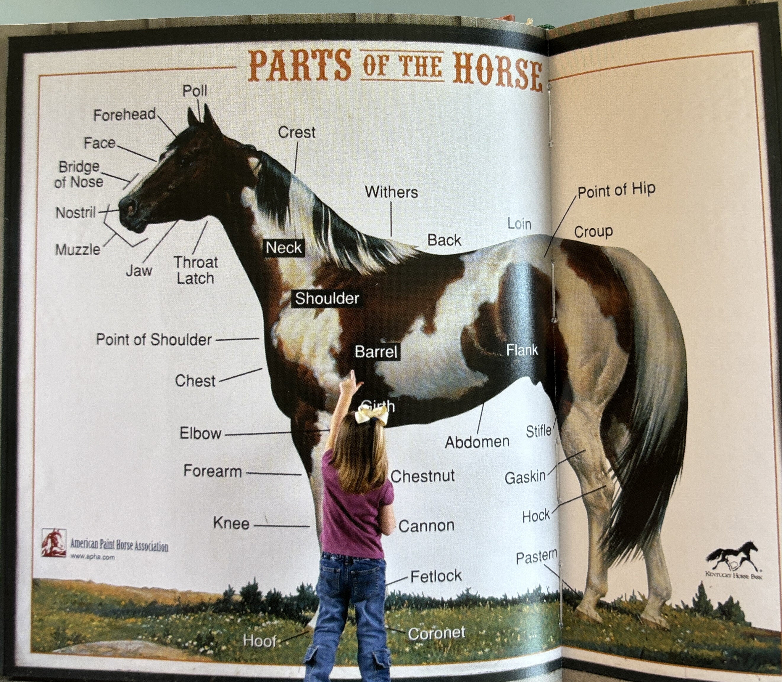 1001 Reasons to Love Horses