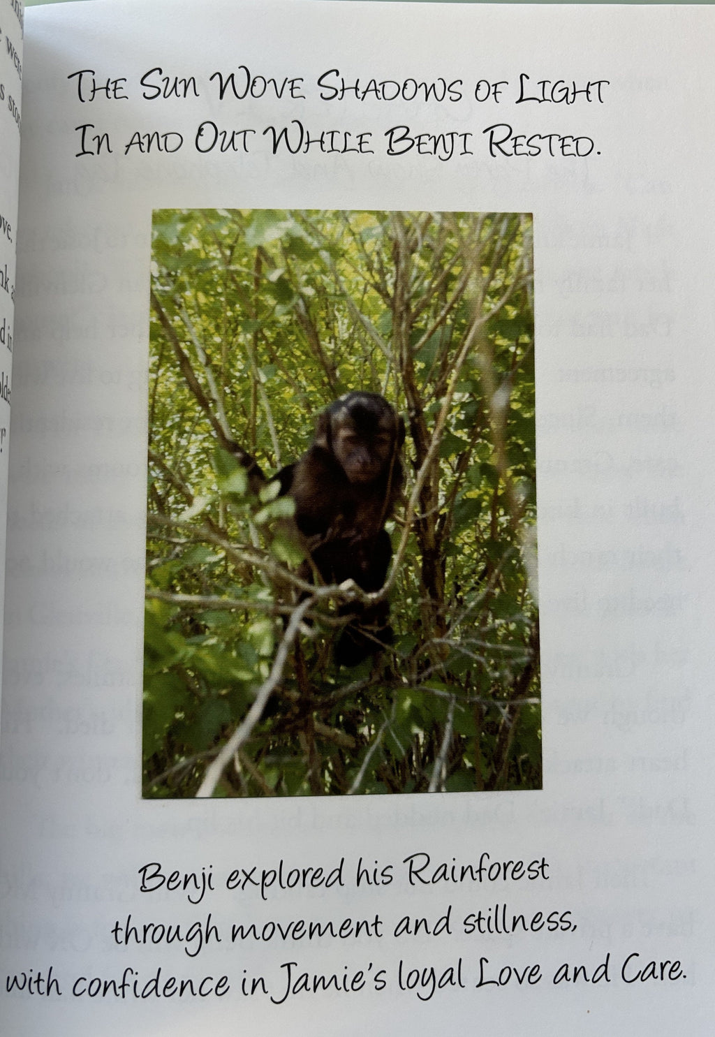 Benjamin Monkey by Carol H Bellows - Signed by Author, Softcover