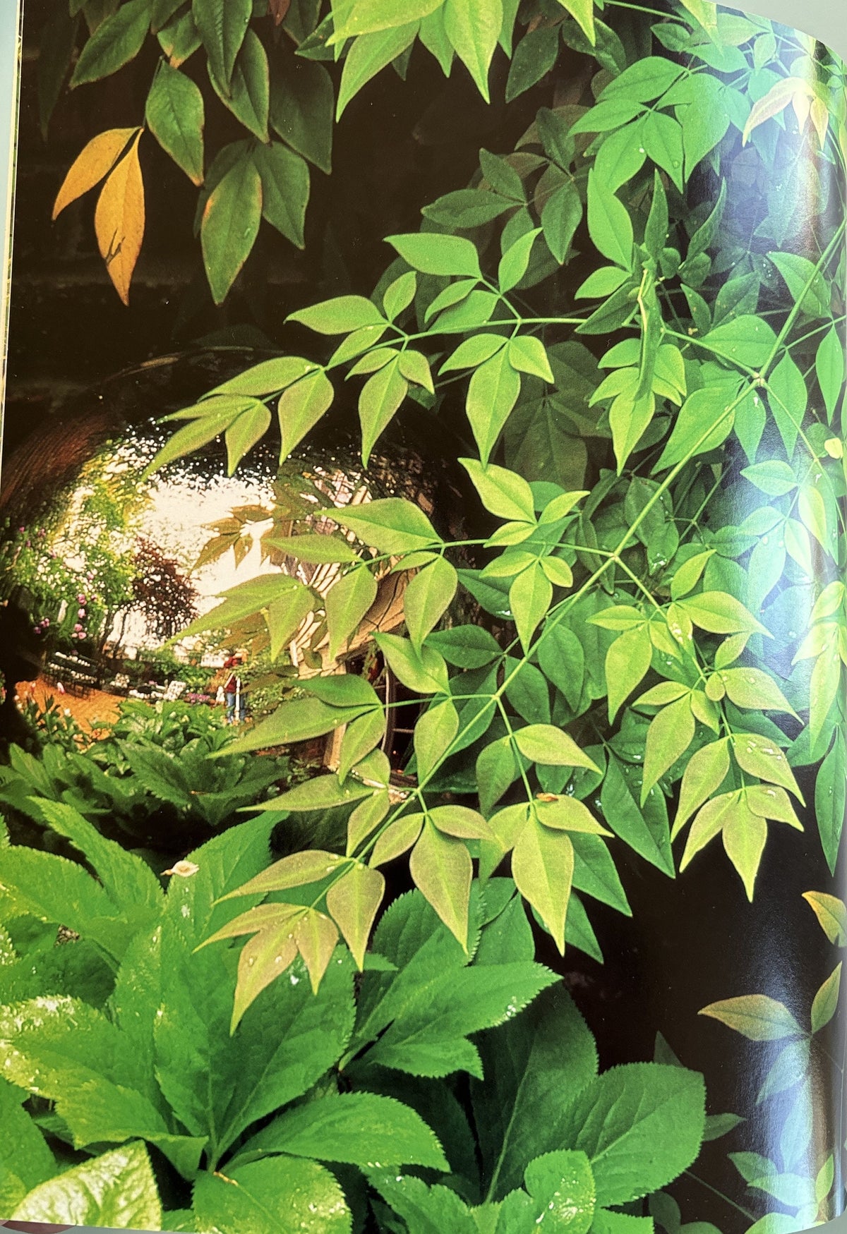 Shady Retreats - Landscaping Ideas