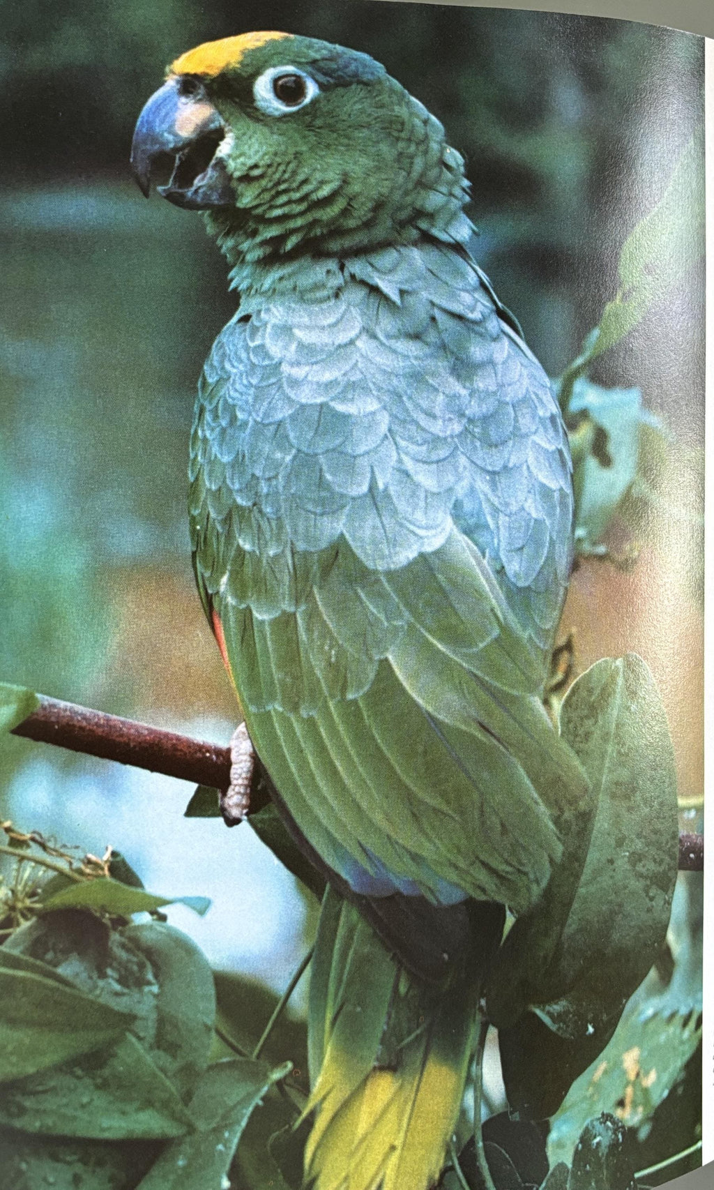 Birds of the Topics by John Al Buron 1973