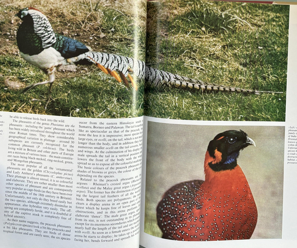 Birds of the Topics by John Al Buron 1973