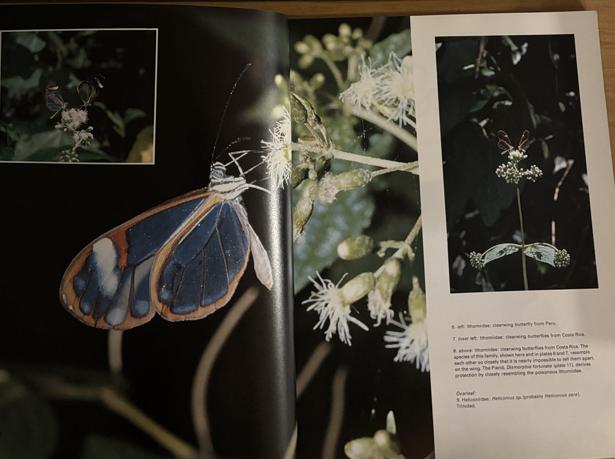 Butterflies - Photographs by Kjell B. Sandved - 1978