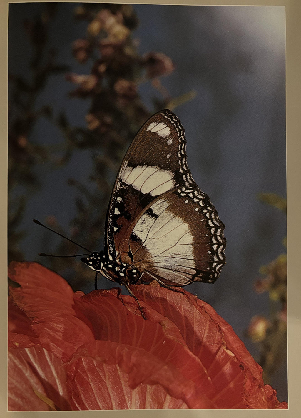 Butterflies - Photographs by Kjell B. Sandved - 1978