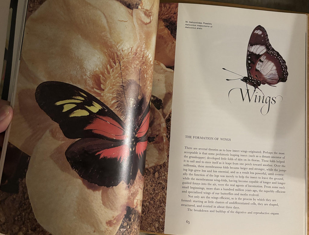 Butterflies - Photographs by Kjell B. Sandved - 1978