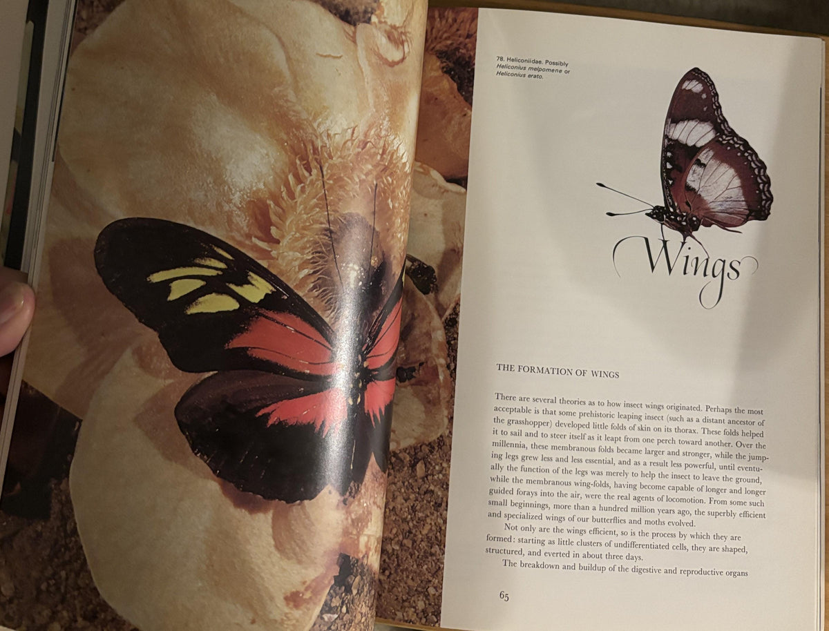 Butterflies - Photographs by Kjell B. Sandved - 1978
