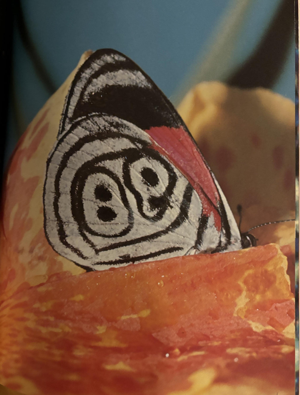 Butterflies - Photographs by Kjell B. Sandved - 1978