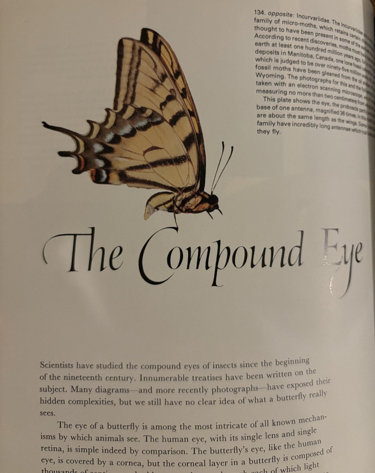 Butterflies - Photographs by Kjell B. Sandved - 1978