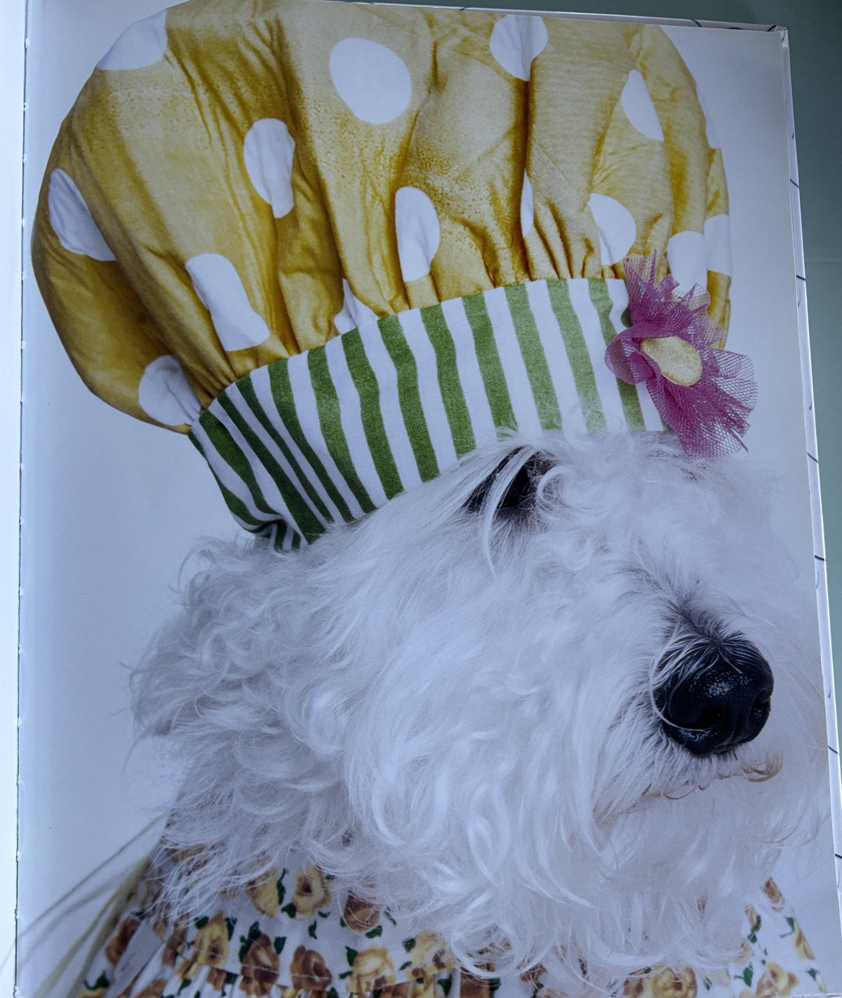 Oliver the Schnoodle  **  First Hardcover Edition  **