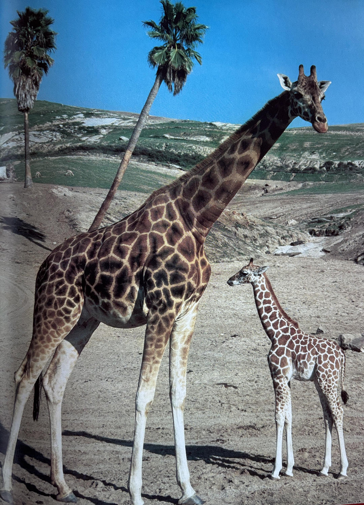 What Happens at the Zoo
