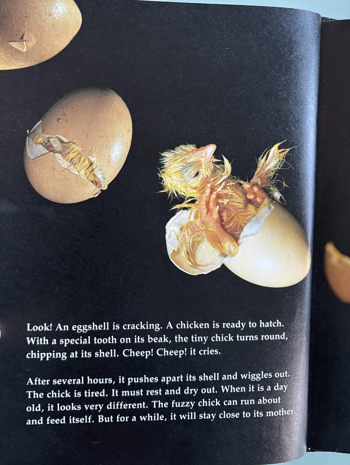 Baby Birds and How They Grow - National Geographic Society  1984