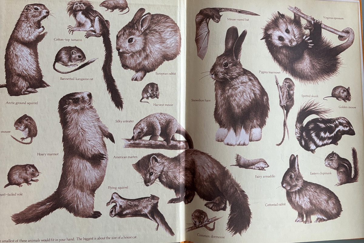 Creatures Small and Furry - National Geographics Society Books for Young Explorers  1984