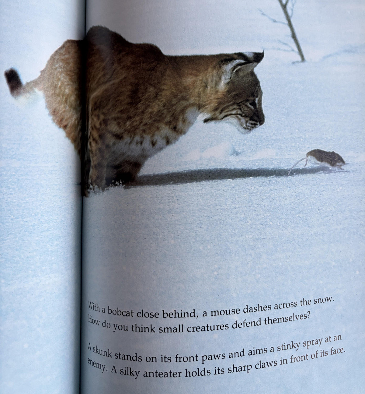 Creatures Small and Furry - National Geographics Society Books for Young Explorers  1984