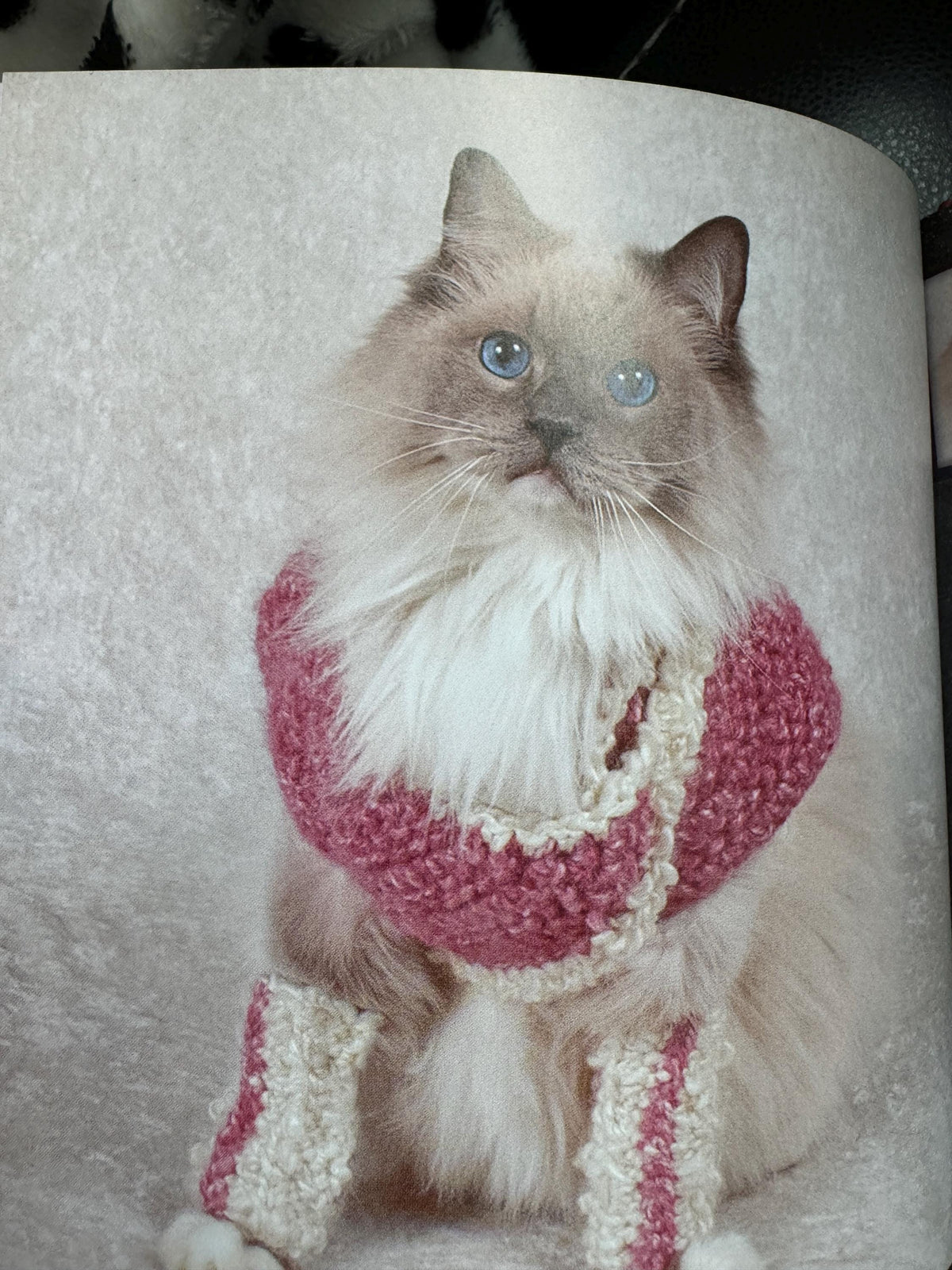 Cats in Sweaters : Flaunting Their Tiny Sweaters and Trademark Attitude by JonahStern(2016, Hardcover)