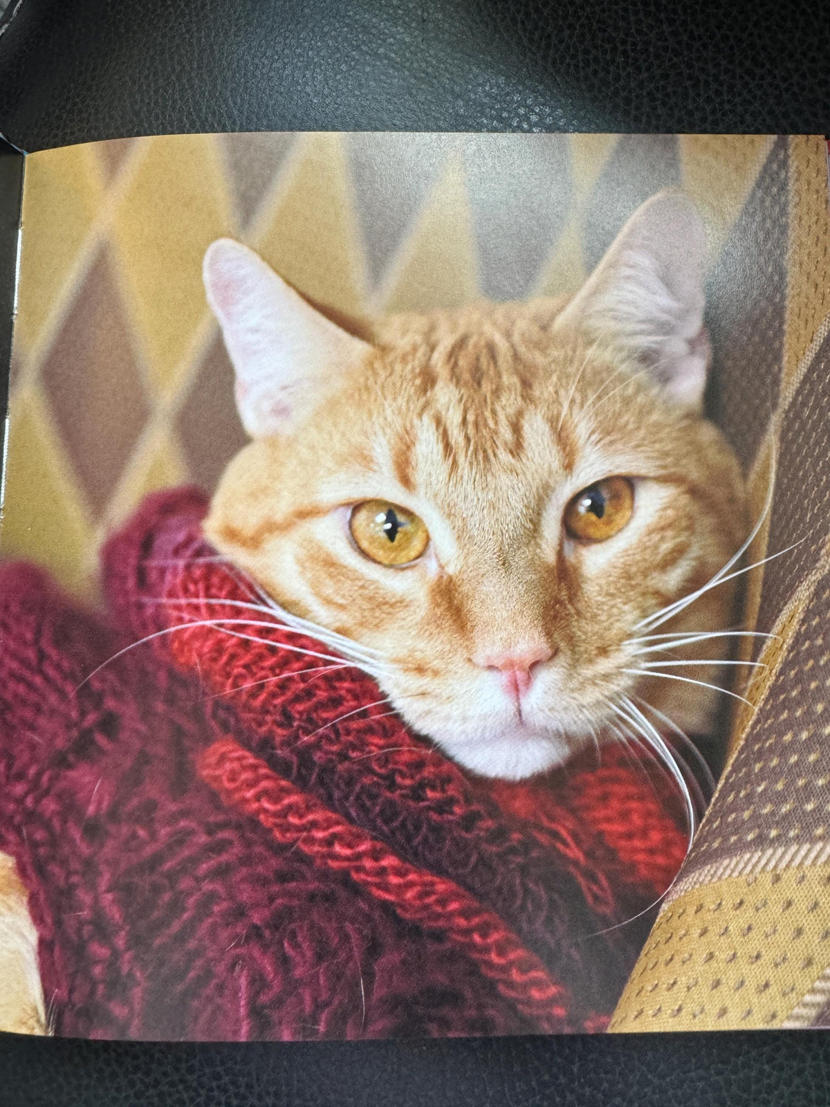 Cats in Sweaters : Flaunting Their Tiny Sweaters and Trademark Attitude by JonahStern(2016, Hardcover)