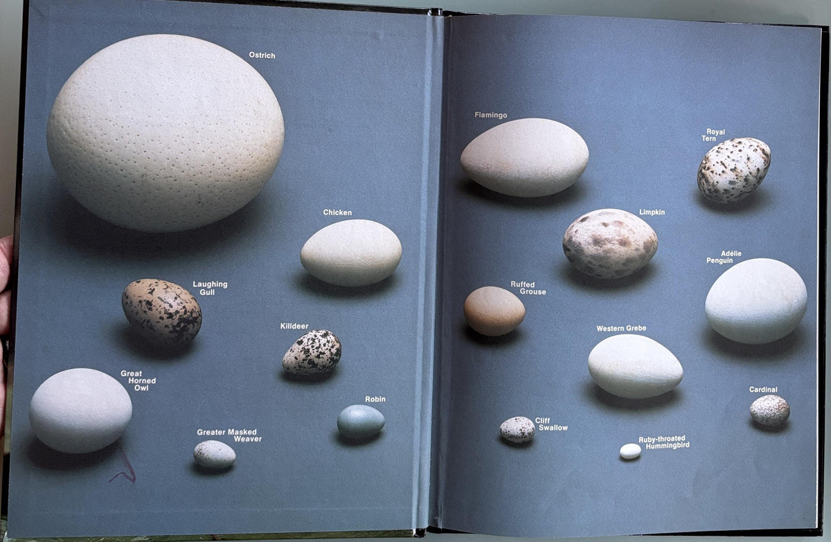 Baby Birds and How They Grow - National Geographic Society  1984