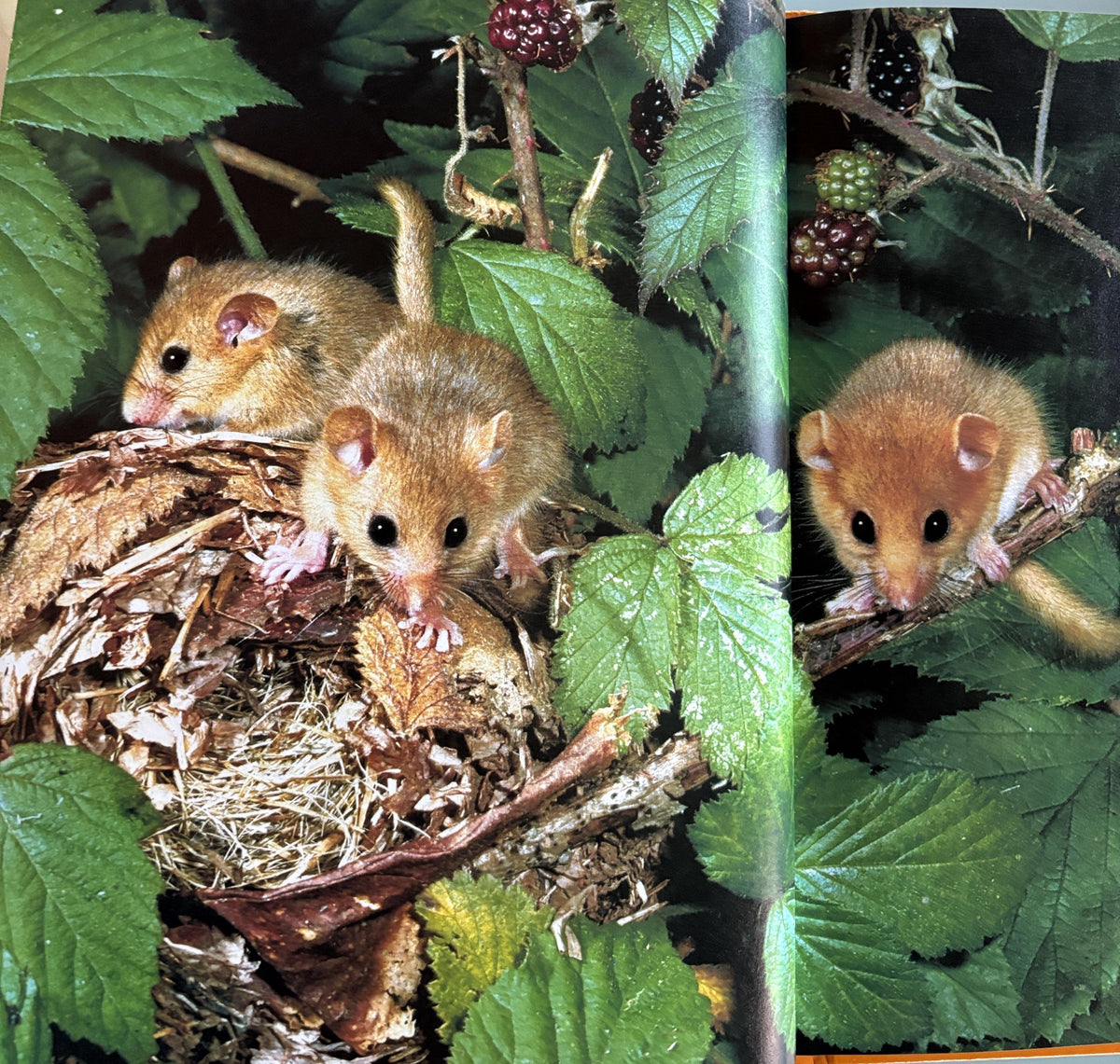Creatures Small and Furry - National Geographics Society Books for Young Explorers  1984
