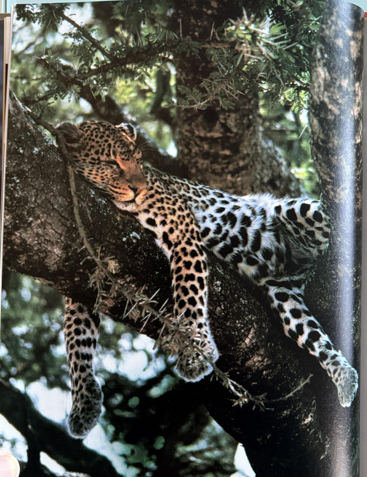 Ways Animals Sleep - National Geographic Society Books for Young Explorers Hand picked