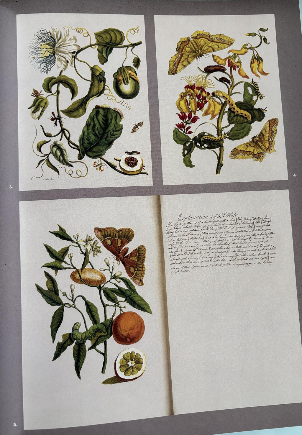 Natural Histories (American Museum of Natural History)
