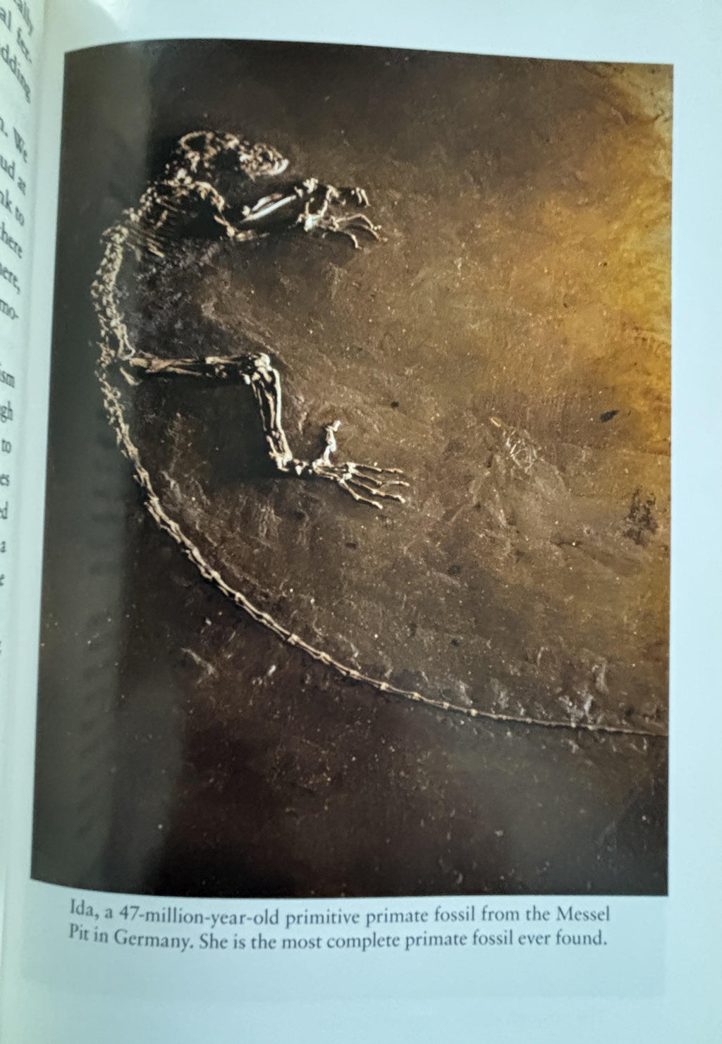 The Link (Uncovering Our Earliest Anchestor)   Colin Tudge  **  First Edition  **
