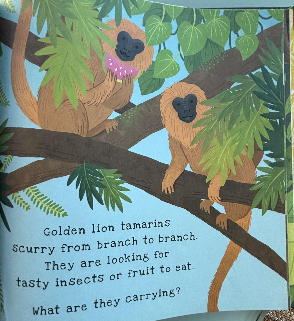 Secrets of the Rain Forest  **  First American Edition  **