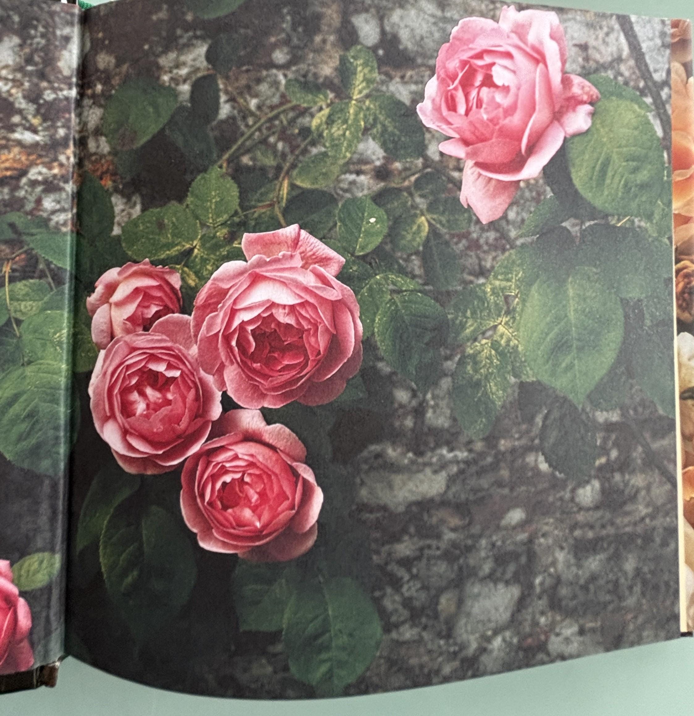 ROSES An Anthology - Fine Art, Verse and Prose