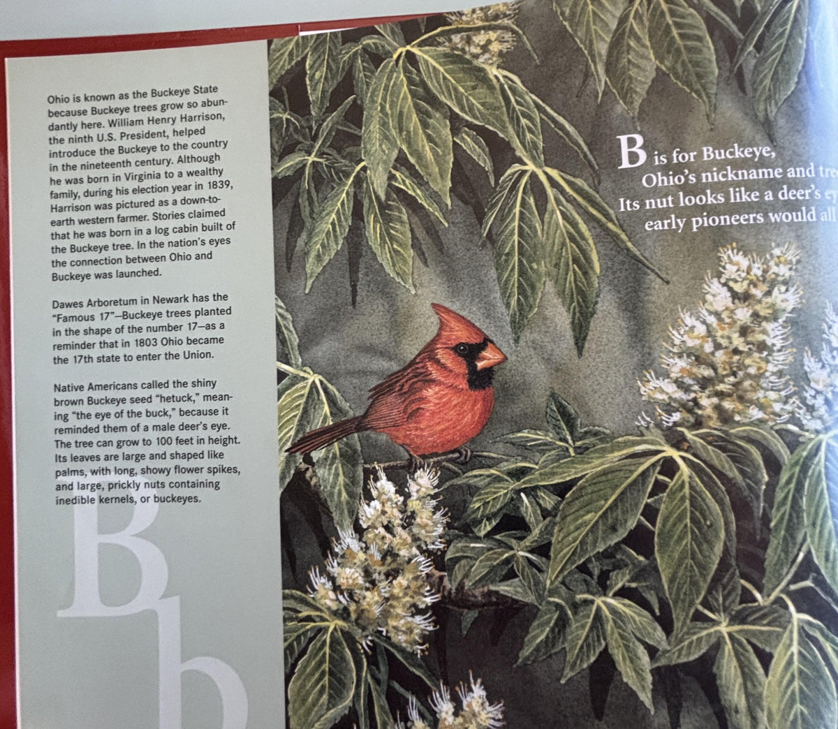 B is for Buckeye by Marcia Schonberg (An Ohio Alphabet)