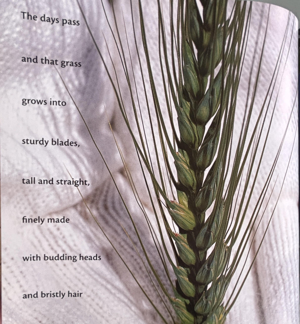 Bread Comes to Life:  George Levenson  **  First Printing  **