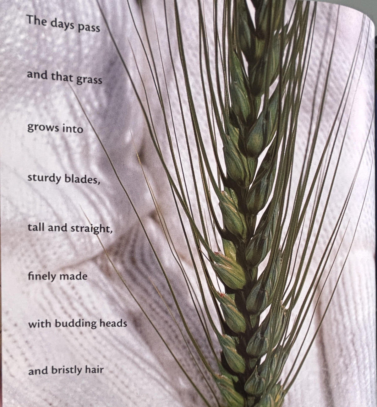 Bread Comes to Life:  George Levenson  **  First Printing  **