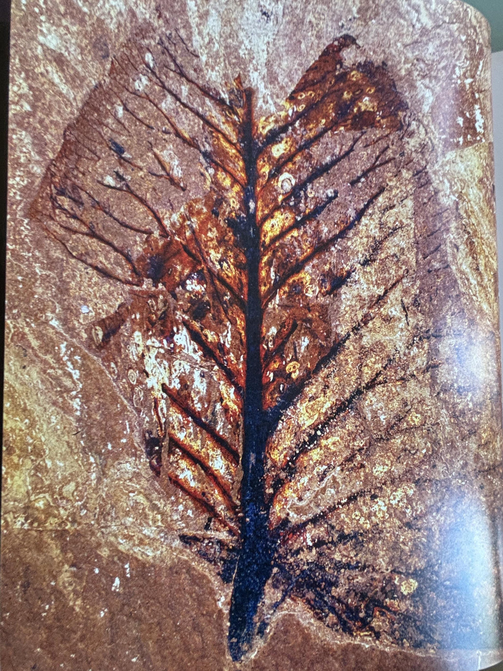 Prehistoric Past Revealed: History of Life on Earth, 2003 First Edition