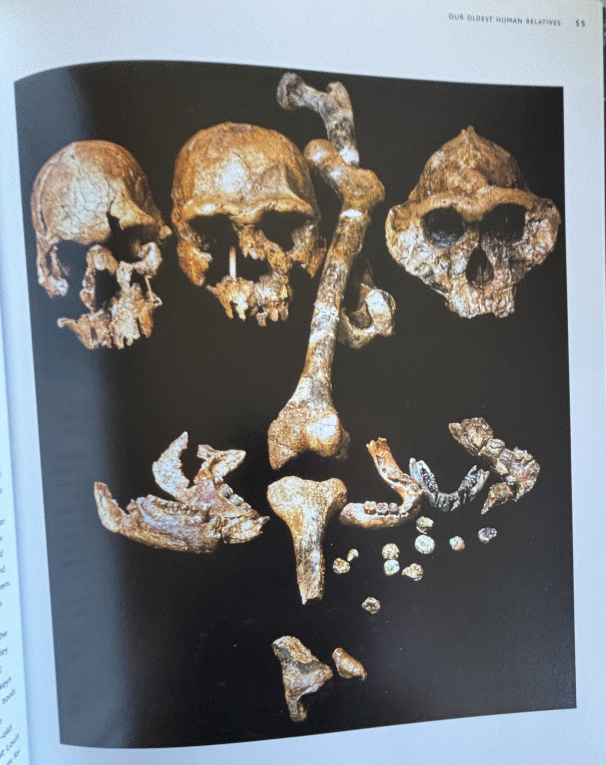Prehistoric Past Revealed: History of Life on Earth, 2003 First Edition