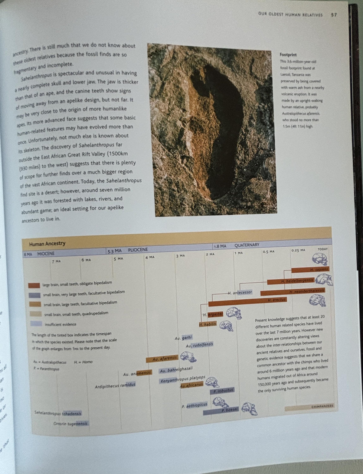Prehistoric Past Revealed: History of Life on Earth, 2003 First Edition