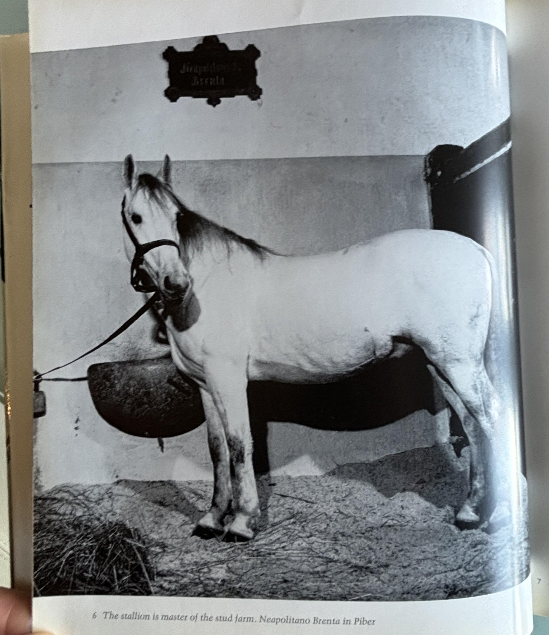 The Lipizzaners:  Alois Podhajsky  **  First American Edition  **  1969